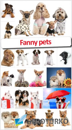 Fanny pets -   